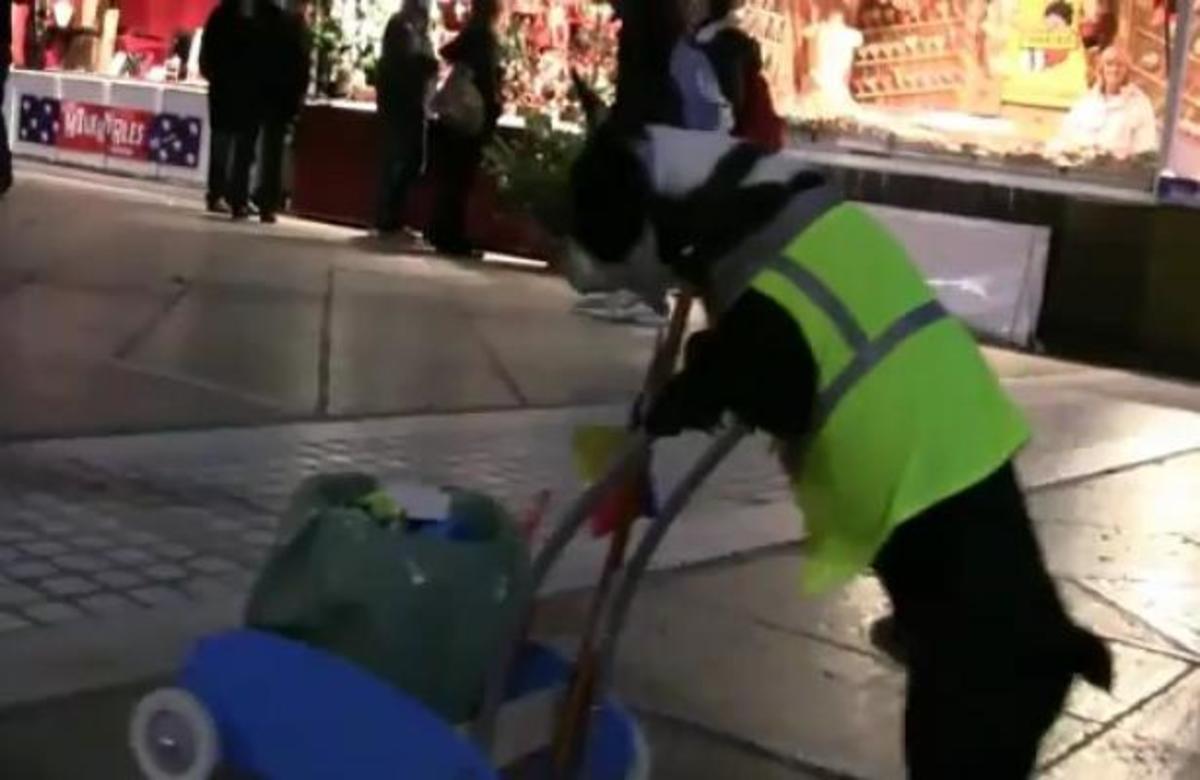 Σκύλος… καθαριστής!