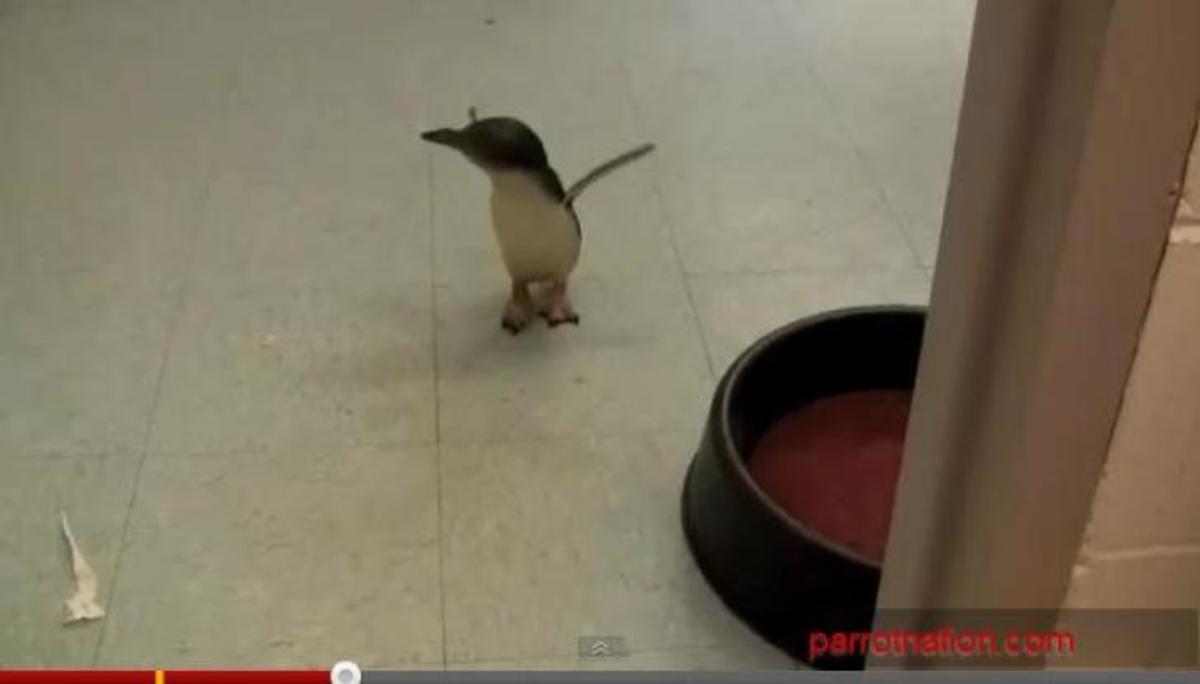 ΔΕΙΤΕ το πιο χαριτωμένο πιγκουϊνάκι!