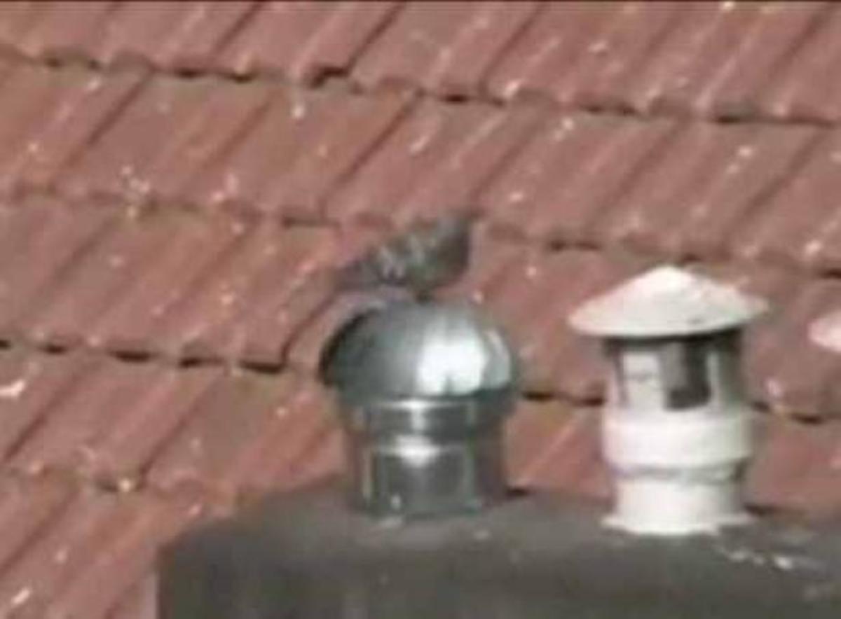 Το περιστέρι που… ζαλίζει το YouTube