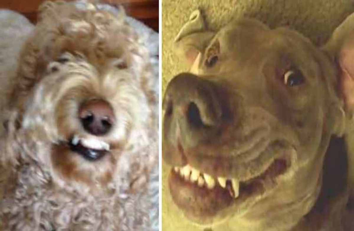 Σκύλοι που… χαμογελάνε!