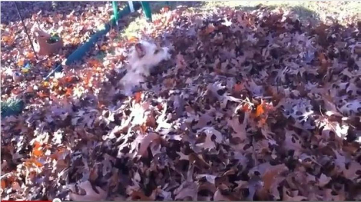 Σκύλος χάνεται σε βουνό από φύλλα!