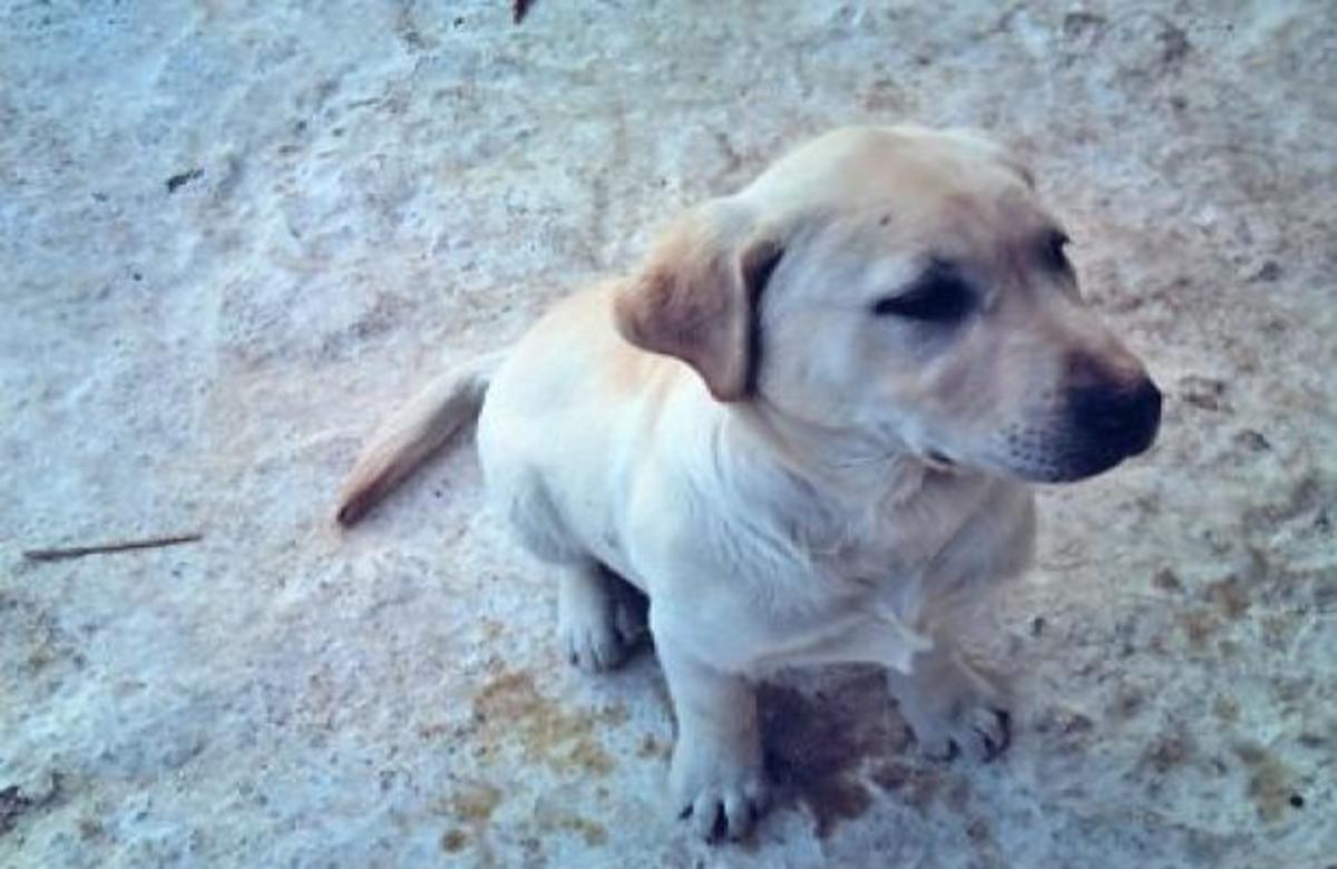 27-01-2012 Βοηθείστε να βρούμε το σκυλάκι της φωτογραφίας