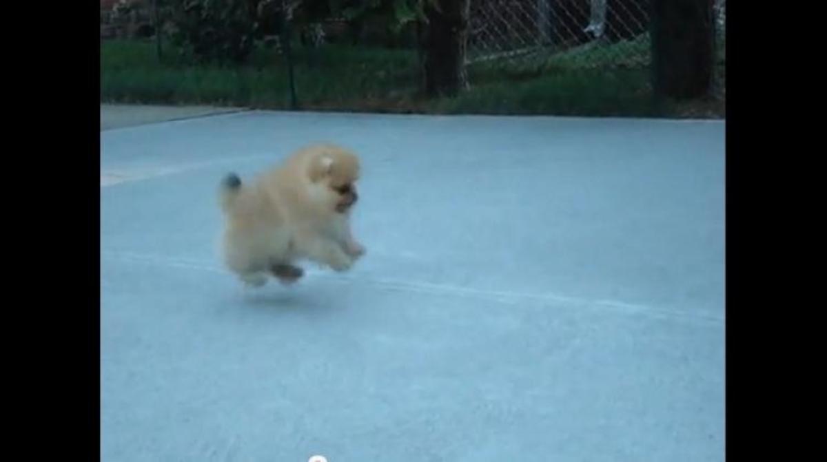 Το πιο παιχνιδιάρικο πομεράνιαν!