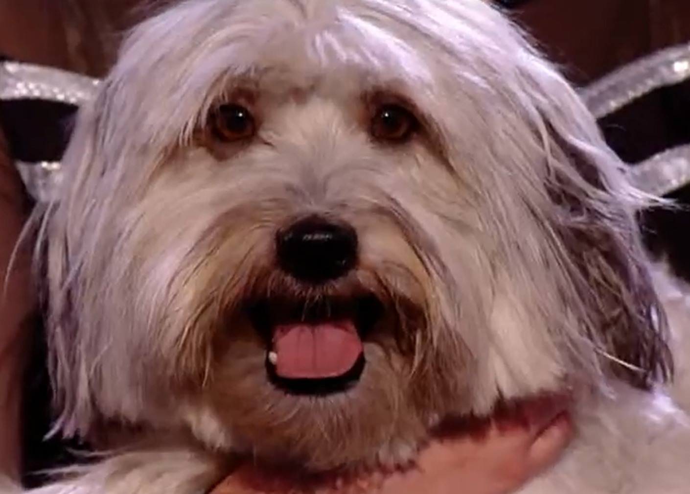 Γνωρίστε τον μεγάλο νικητή του Βρετανία Έχεις Ταλέντο!