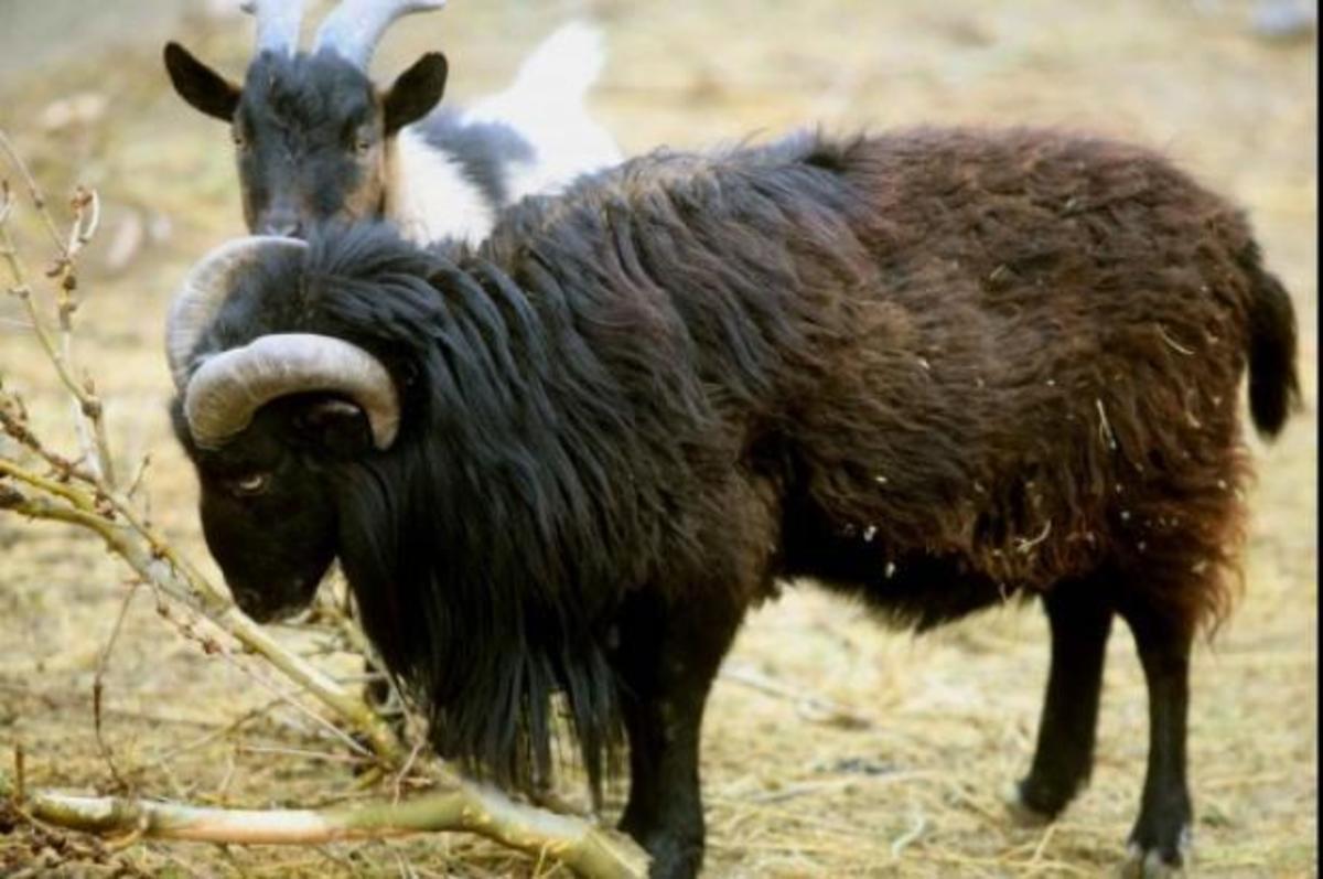 Καλλιστεία για… τράγους και κριάρια στον Έβρο!