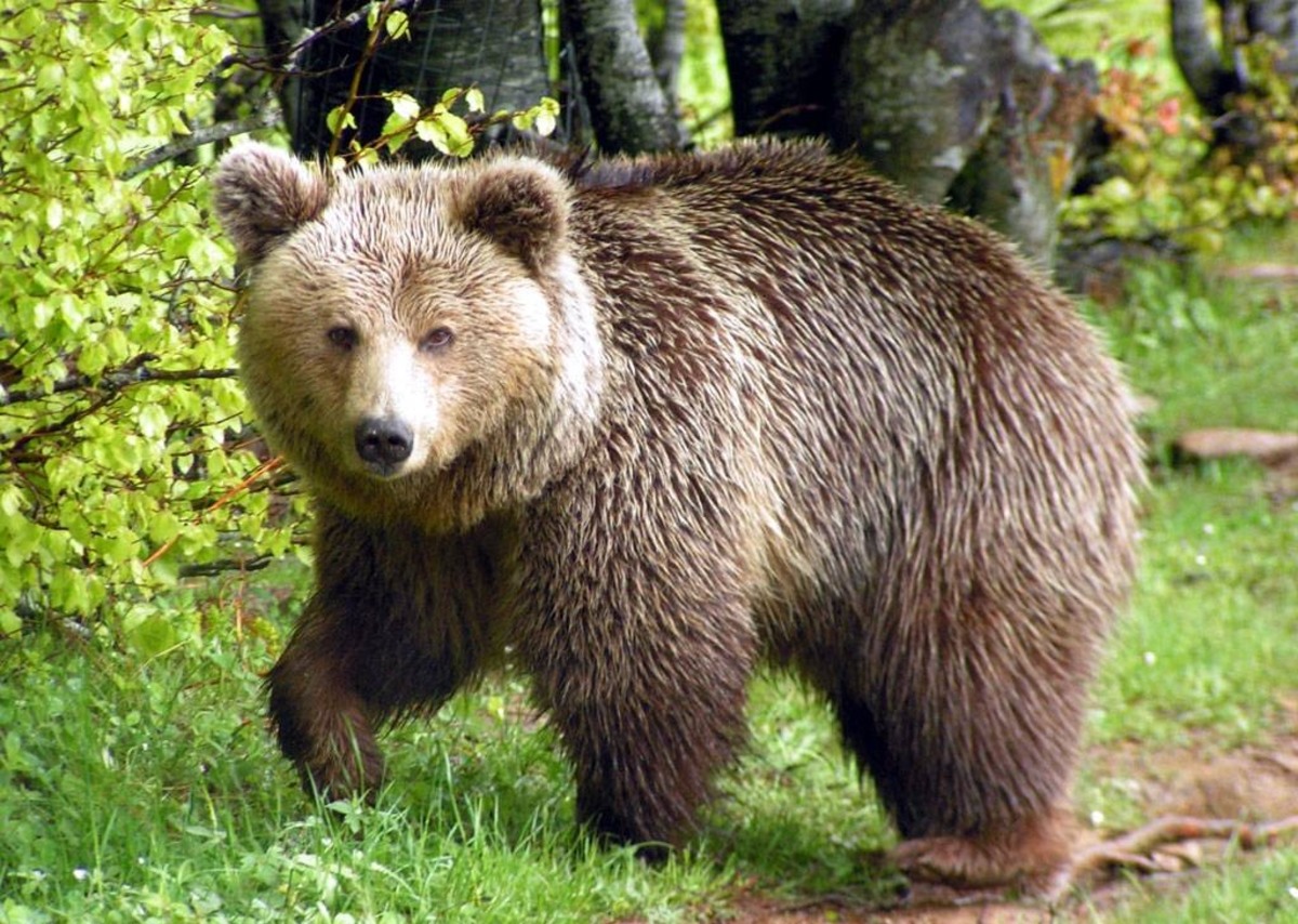Πασίγνωστος παρουσιαστής βρέθηκε αντιμέτωπος με αρκούδα στο Βέρμιο!