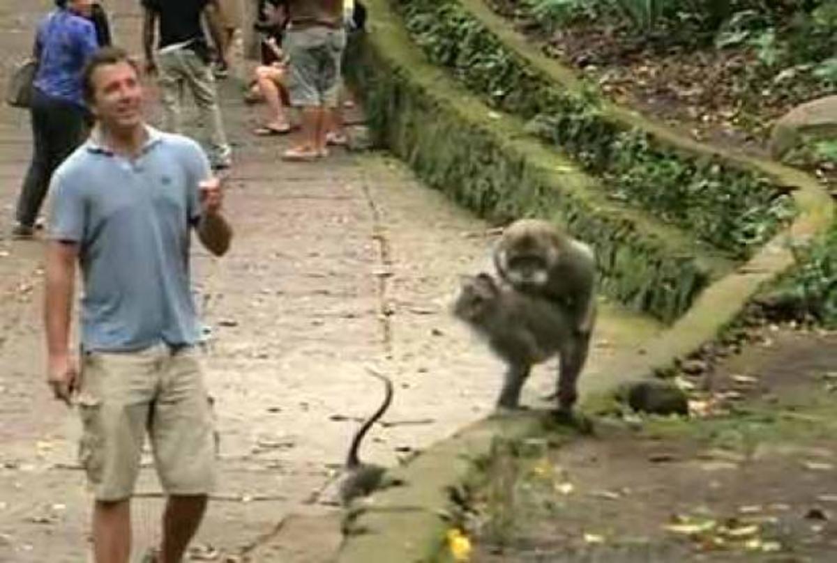 Όταν οι μαϊμούδες καταστρέφουν ένα γύρισμα