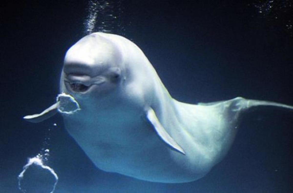 Οι φάλαινες μιλούν και οι άνθρωποι καταλαβαίνουν.