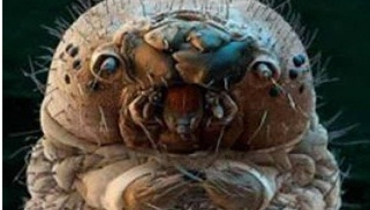 Αυτά τα πλάσματα βρίσκονται στο μαξιλάρι σας!