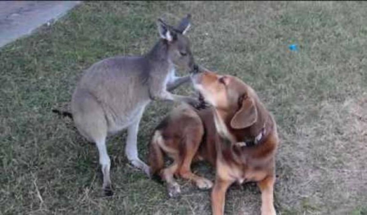 Καγκουρό φιλάει σκύλο on camera