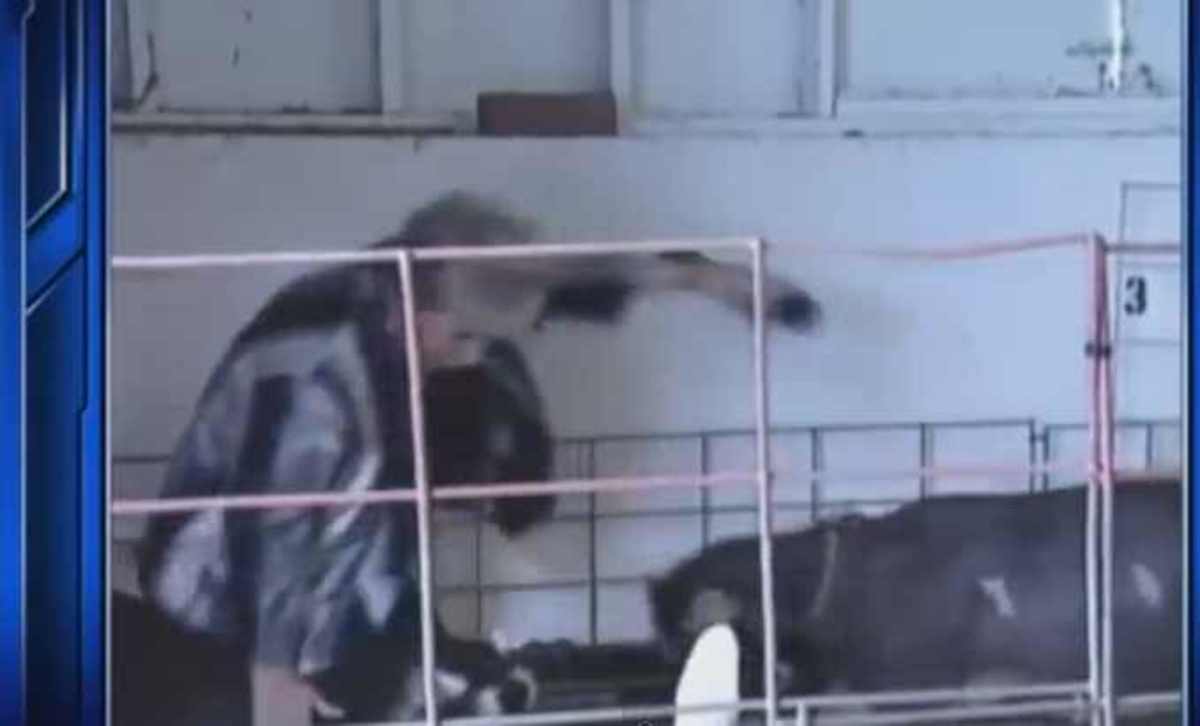 Κατσίκα ρίχνει κάτω δημοσιογράφο με μια κουτουλιά!