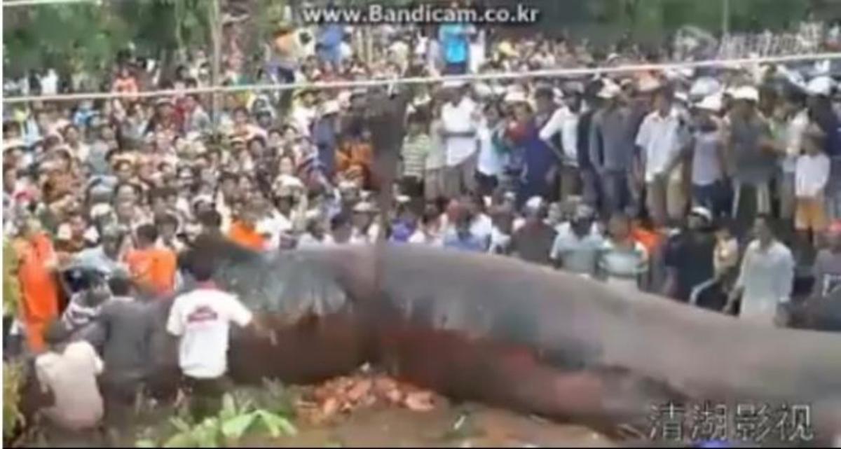 Θαλάσσιο “τέρας” ξεβράστηκε στην Ασία