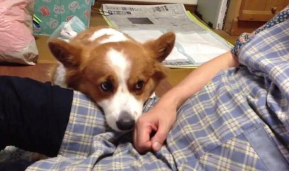 Αυτό το σκυλάκι ξέρει πως να κερδίσει την προσοχή του “αφεντικού” του!