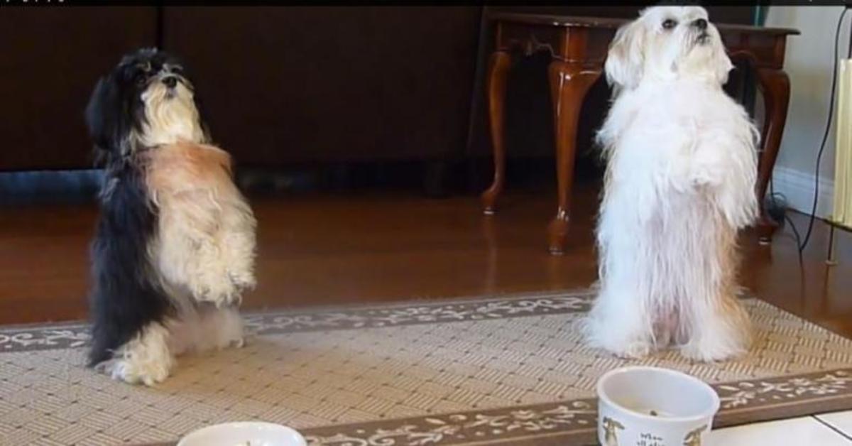 Σκυλάκια «λένε» την προσευχή τους …και μετά τρώνε!