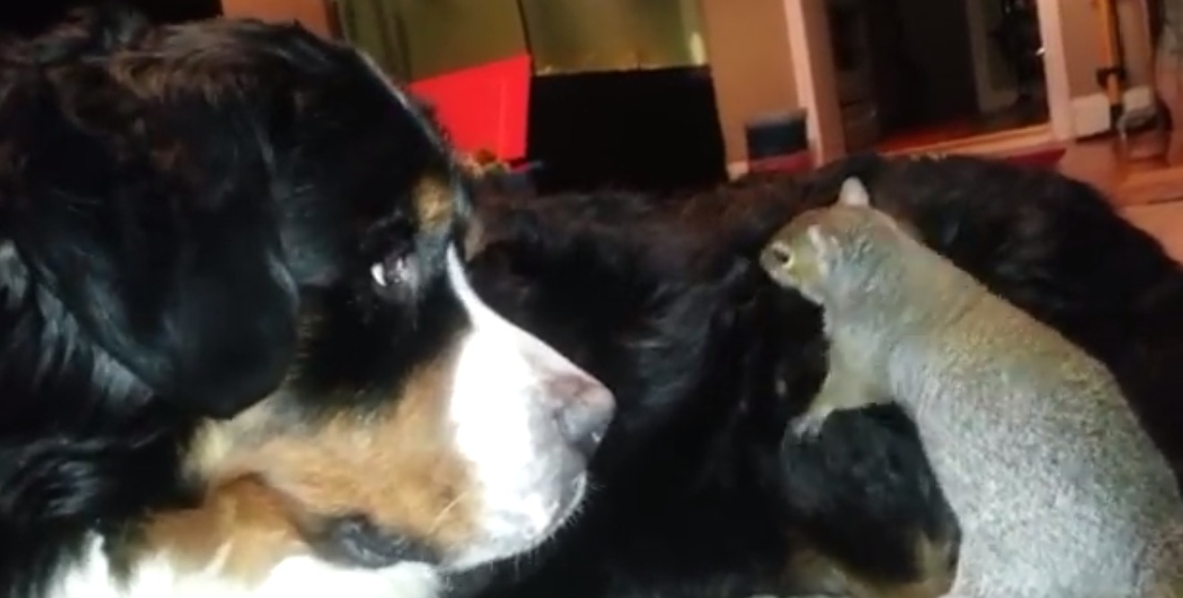 Δείτε το σκίουρο που έχει ξετρελάνει το διαδίκτυο!