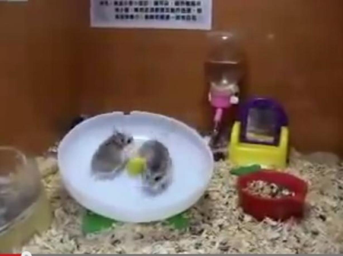 Ινδικά χοιρίδια τα «βάζουν» με την ταχύτητα!