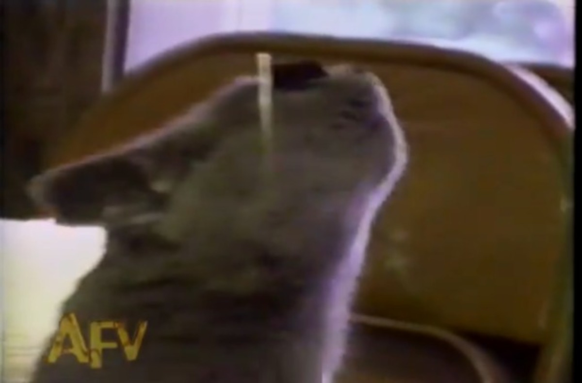 Βίντεο: O Stevie Wonder στο… σώμα μίας γάτας!