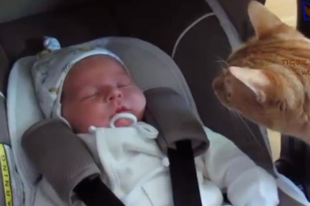 Ότι πιο γλυκό έχετε δει: Γάτες και σκυλιά συναντούν για πρώτη φορά… μωρά (βίντεο)