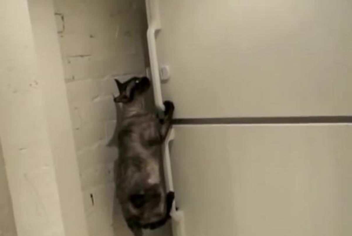 Τα καλύτερα βίντεο της ημέρας!