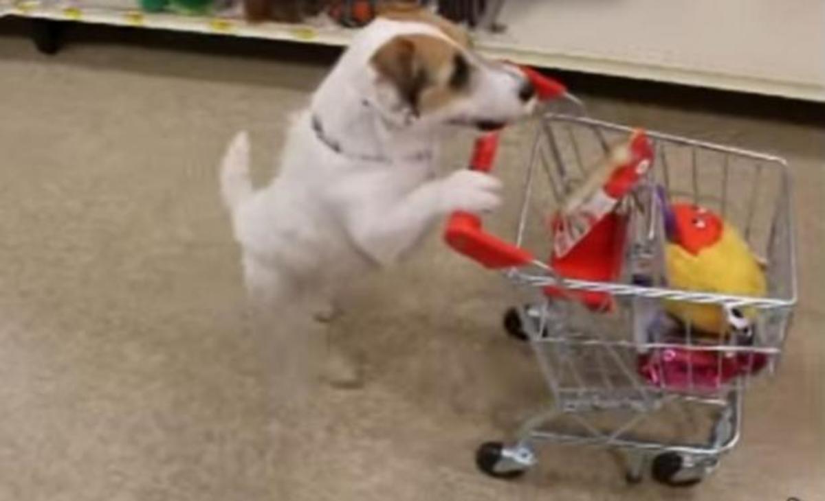 Απίστευτο βίντεο: Δεν φαντάζεσαι τι μπορεί να κάνει αυτός ο σκύλος!