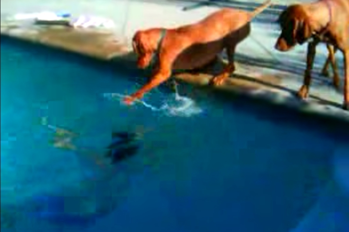 Με τι “τρελάθηκαν” αυτά τα σκυλιά; (βίντεο)