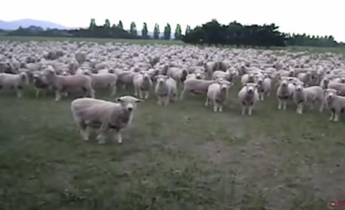 Ξεκαρδιστική συνομιλία βοσκού με το το κοπάδι του!