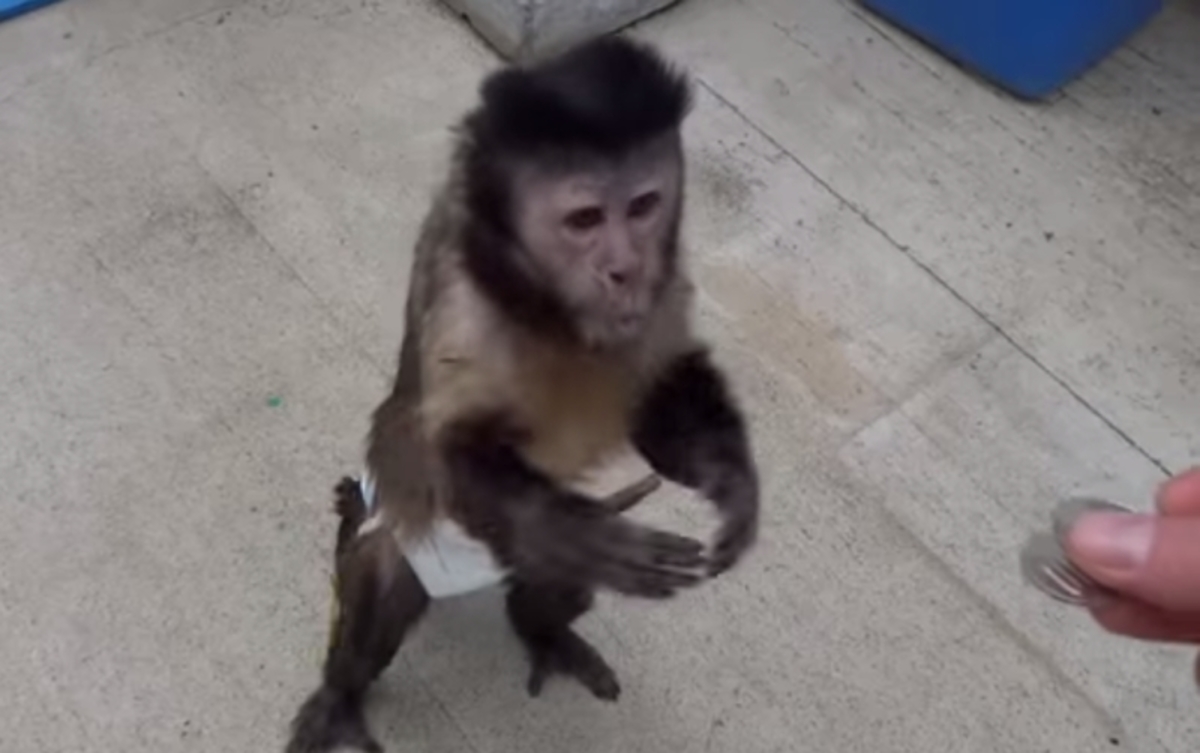 Τι νομίζεις ότι μπορεί να κάνει αυτή η μαϊμού με δύο κέρματα; (βίντεο)