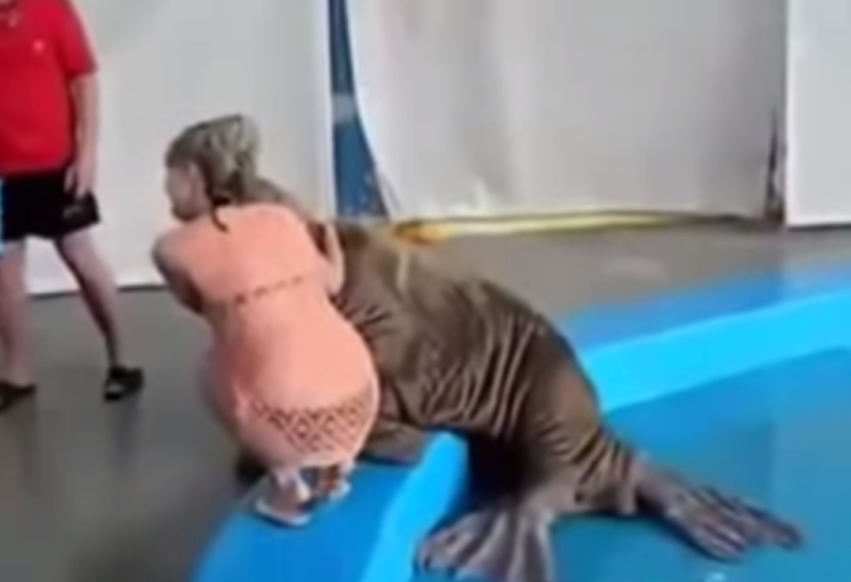 O… πονηρός θαλάσσιος ελέφαντας (βίντεο)