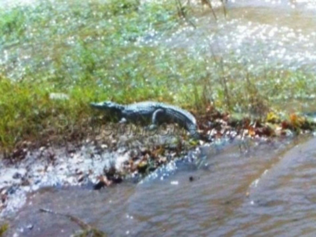 Δείτε τον κροκόδειλο του Ρεθύμνου!