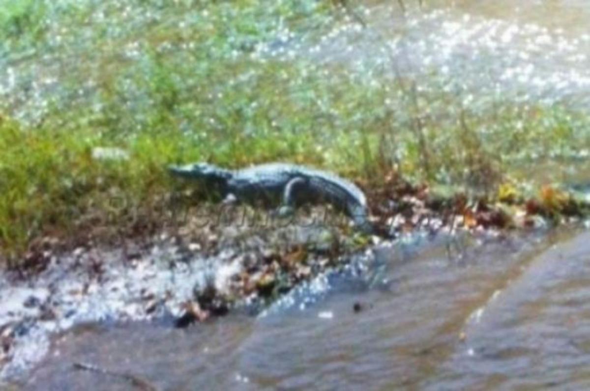 Κυνηγούν τον κροκόδειλο στο Ρέθυμνο! (ΒΙΝΤΕΟ)