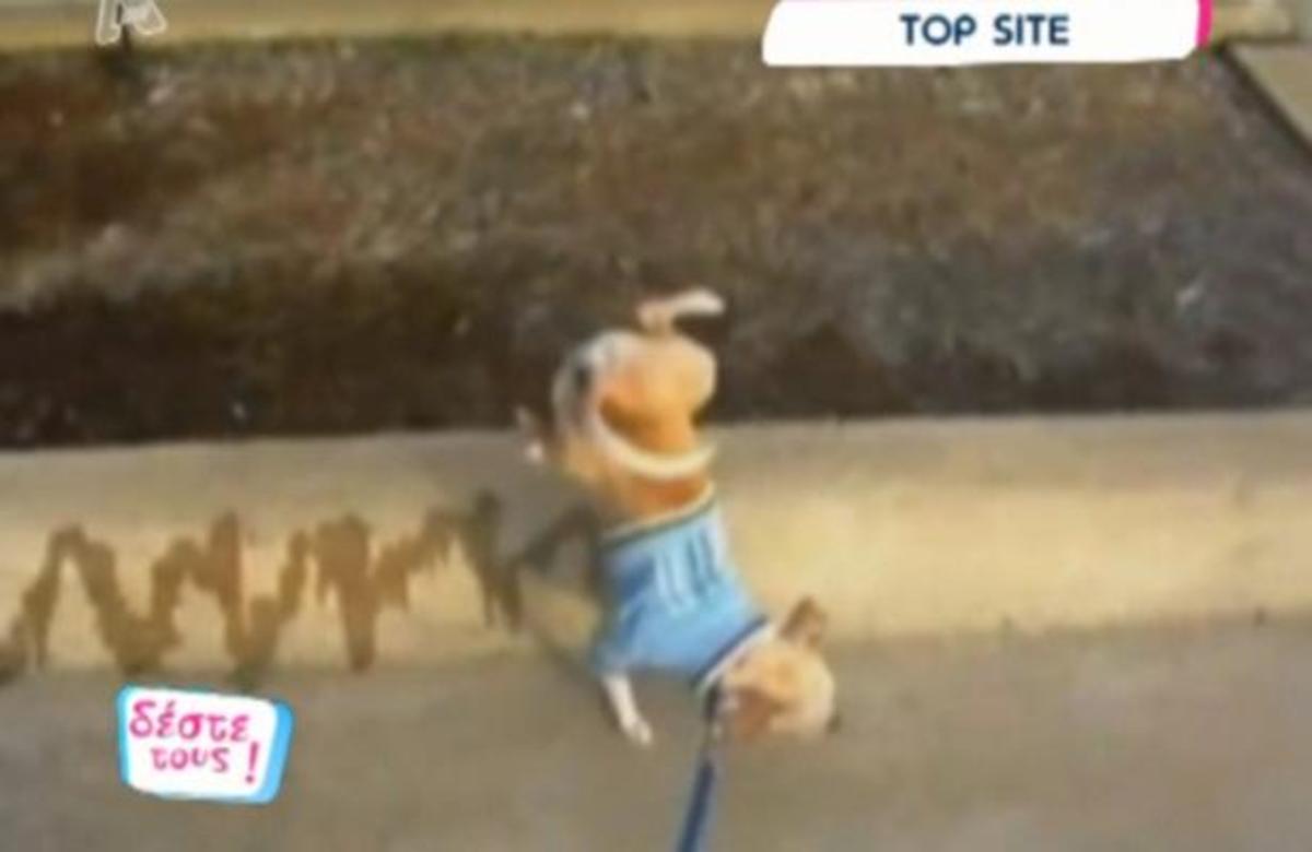 Σκύλος ζωγράφος… με περίεργα πινέλα
