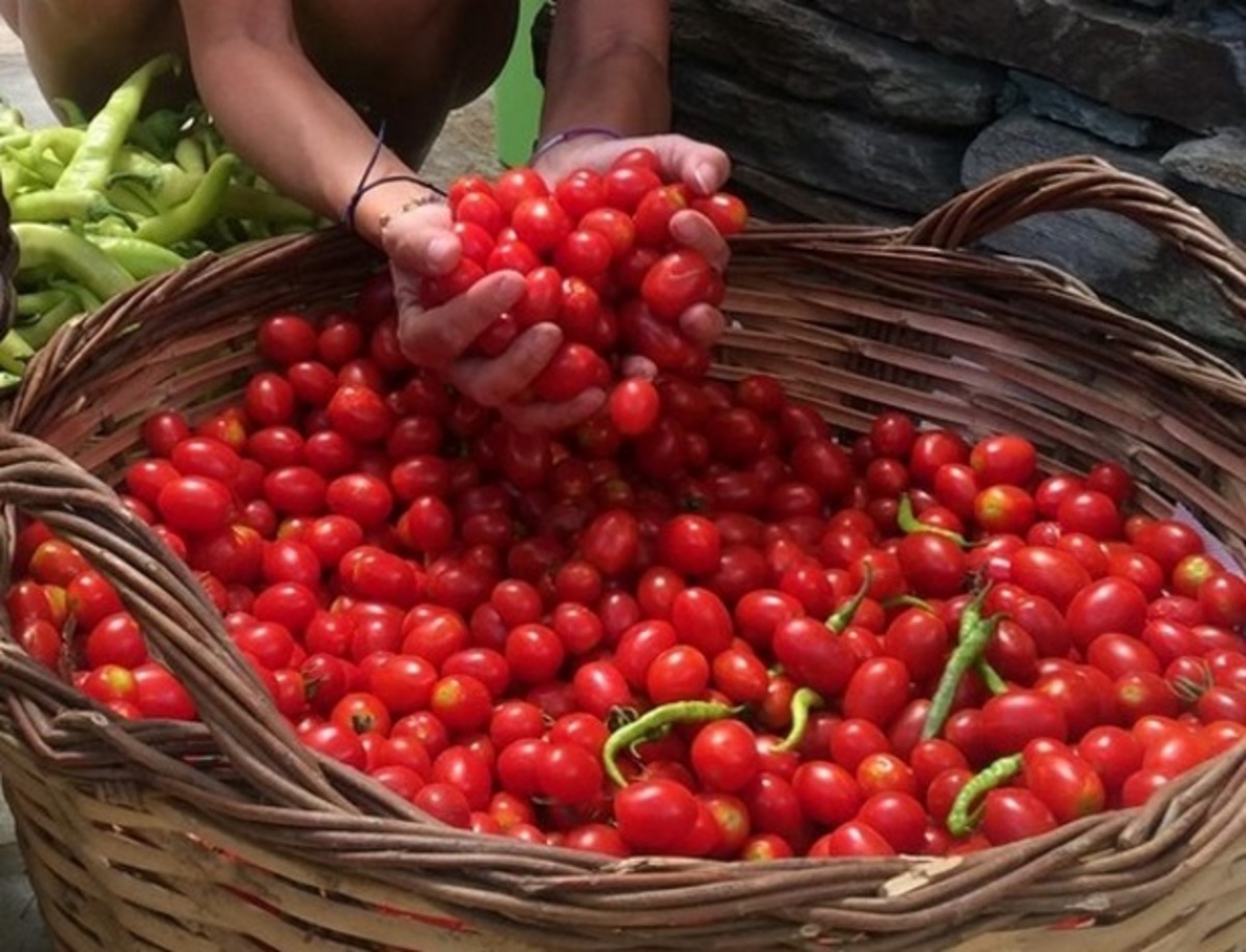 Η αγρότισσα Ελένη Μενεγάκη και τα ντοματάκια της!