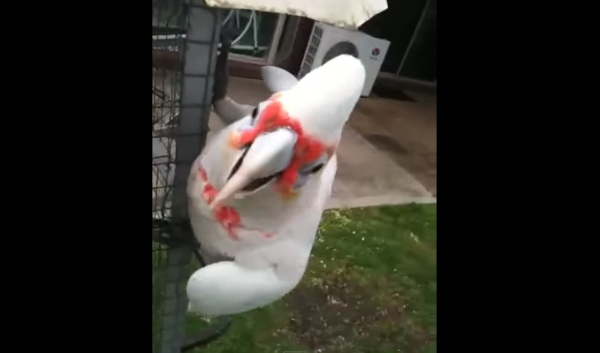 Ξεκαρδιστικό! Ο παπαγάλος που χορεύει και τραγουδά «μακαρόνια με κιμά»!