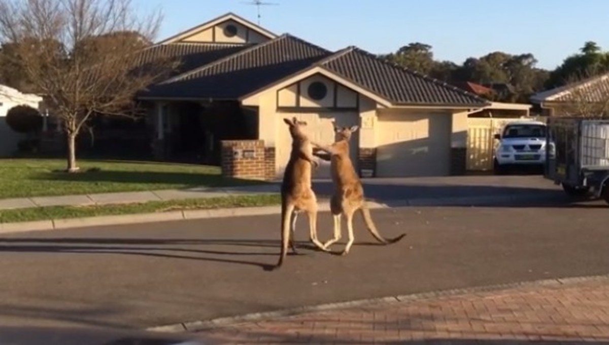 Τα καλύτερα βίντεο της ημέρας!