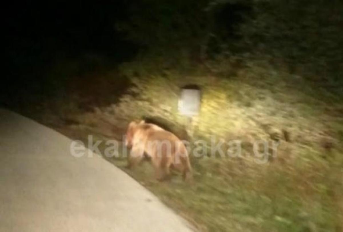 Τετ α τετ με αρκούδα την ώρα που οδηγούσε! (VIDEO)