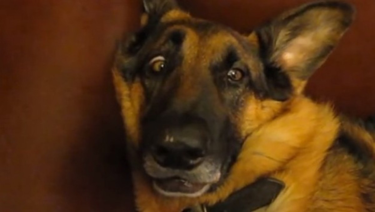 Τα καλύτερα βίντεο της ημέρας!