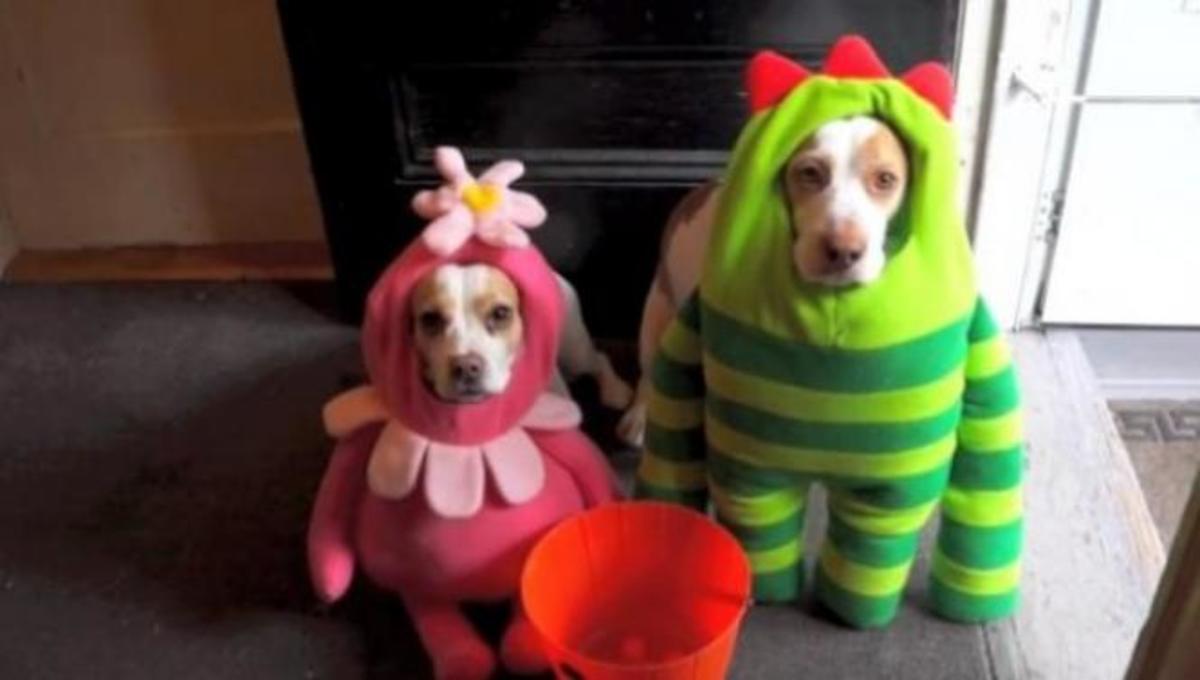 Τα καλύτερα βίντεο της ημέρας!