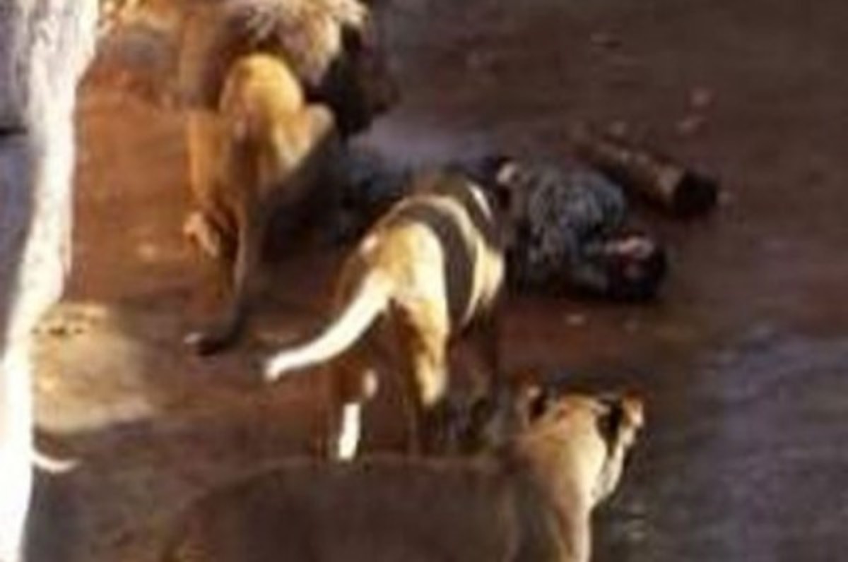 Επίθεση τριών λιονταριών σε 45χρονο!