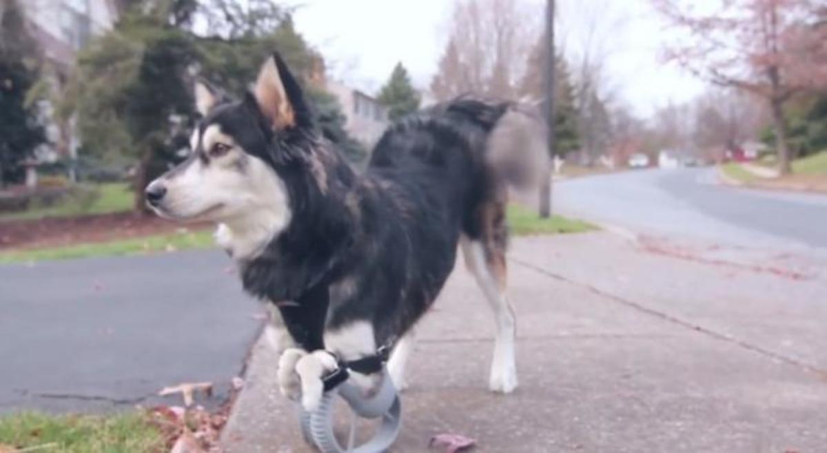 Αυτός ο σκύλος τρέχει για πρώτη φορά! (βίντεο)