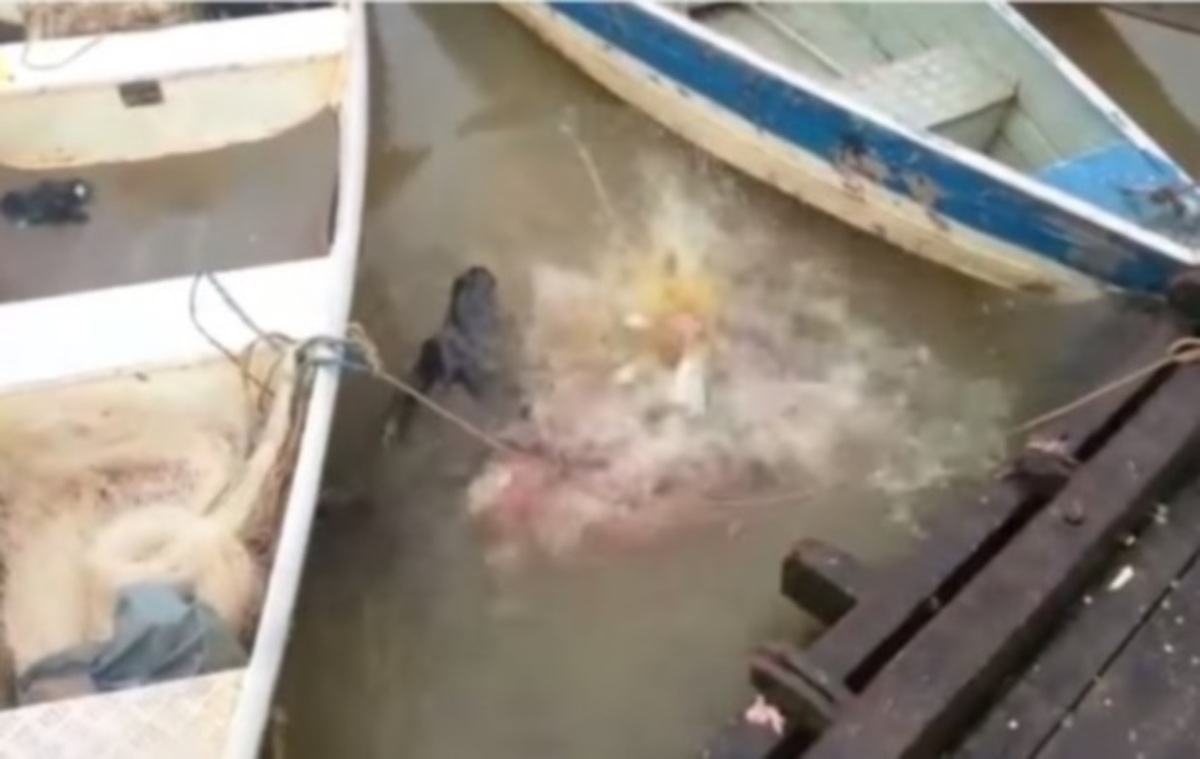 Η επιθετικότητα των πιράνχας «έσπασε» το ίντερνετ!