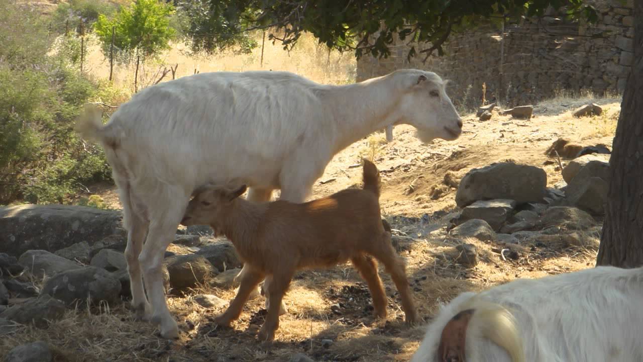 Ποιος γνωστός ηθοποιός ξεγεννούσε κατσίκες;