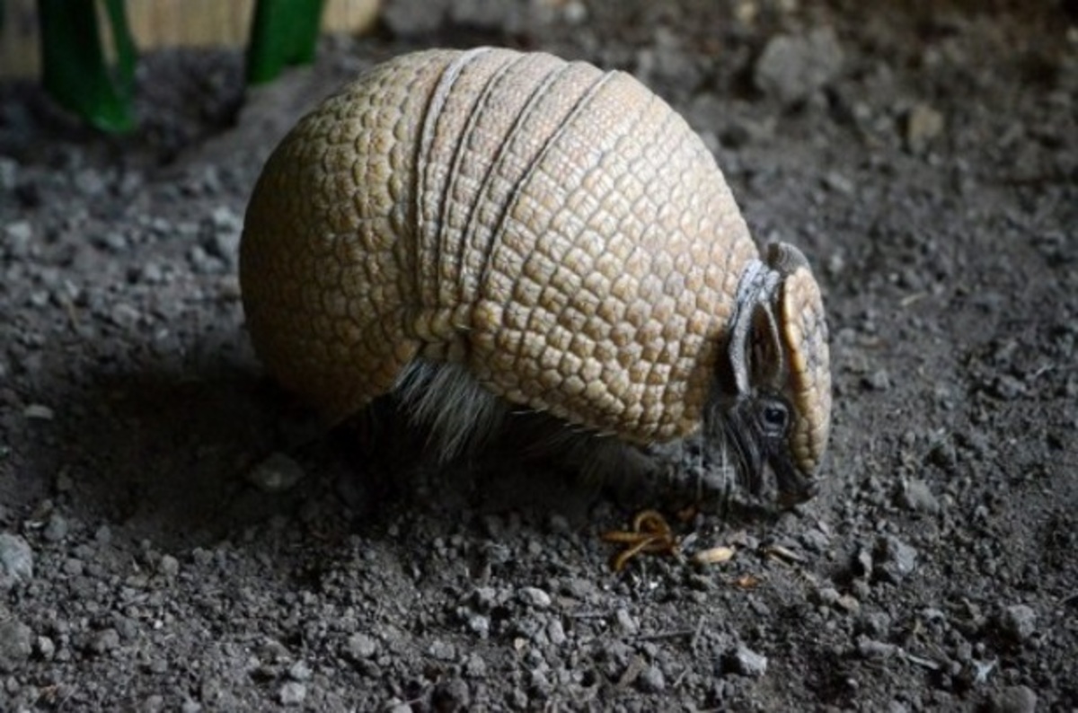 Πυροβόλησε αρμαντίλλο και η σφαίρα χτύπησε την πεθερά του!