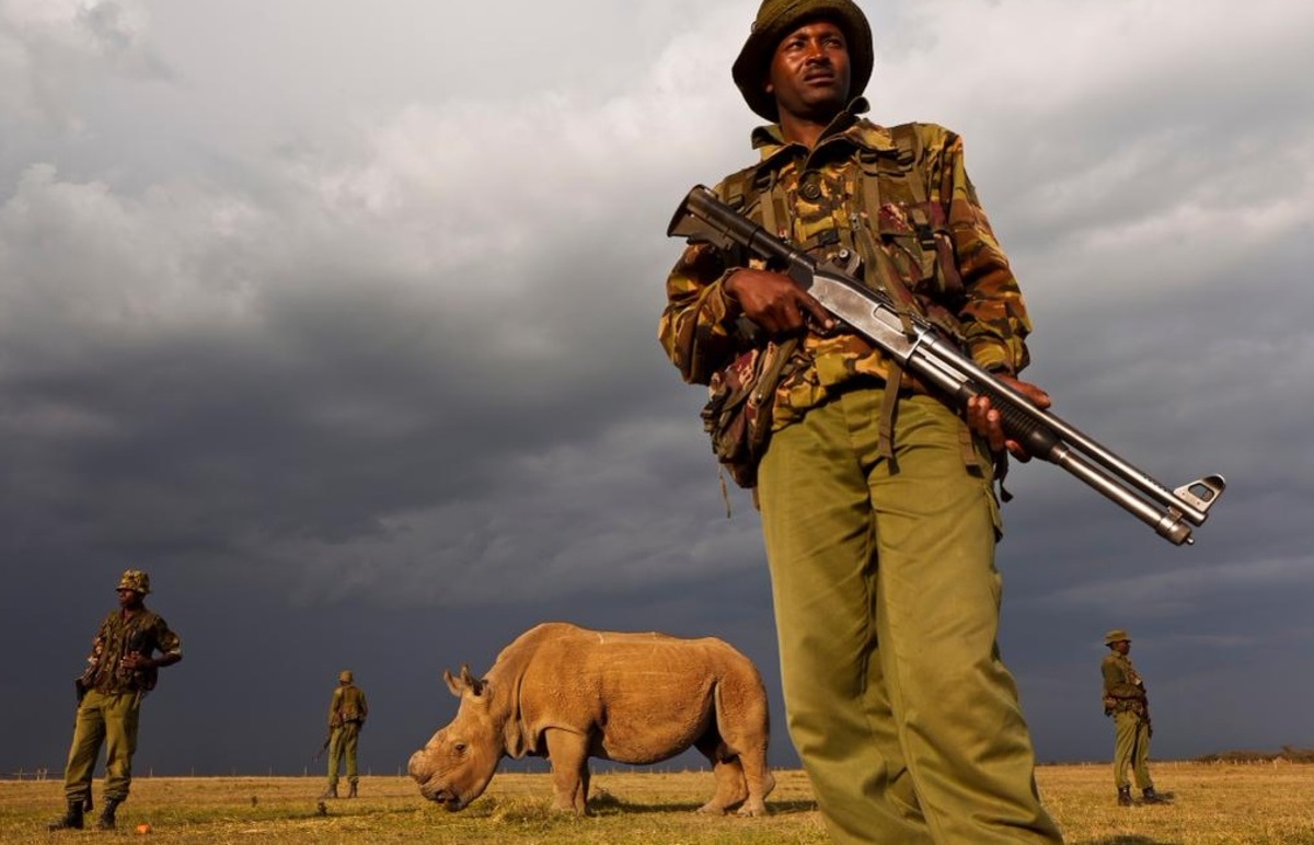 Ένοπλοι φρουροί προστατεύουν τον τελευταίο λευκό ρινόκερο του πλανήτη!