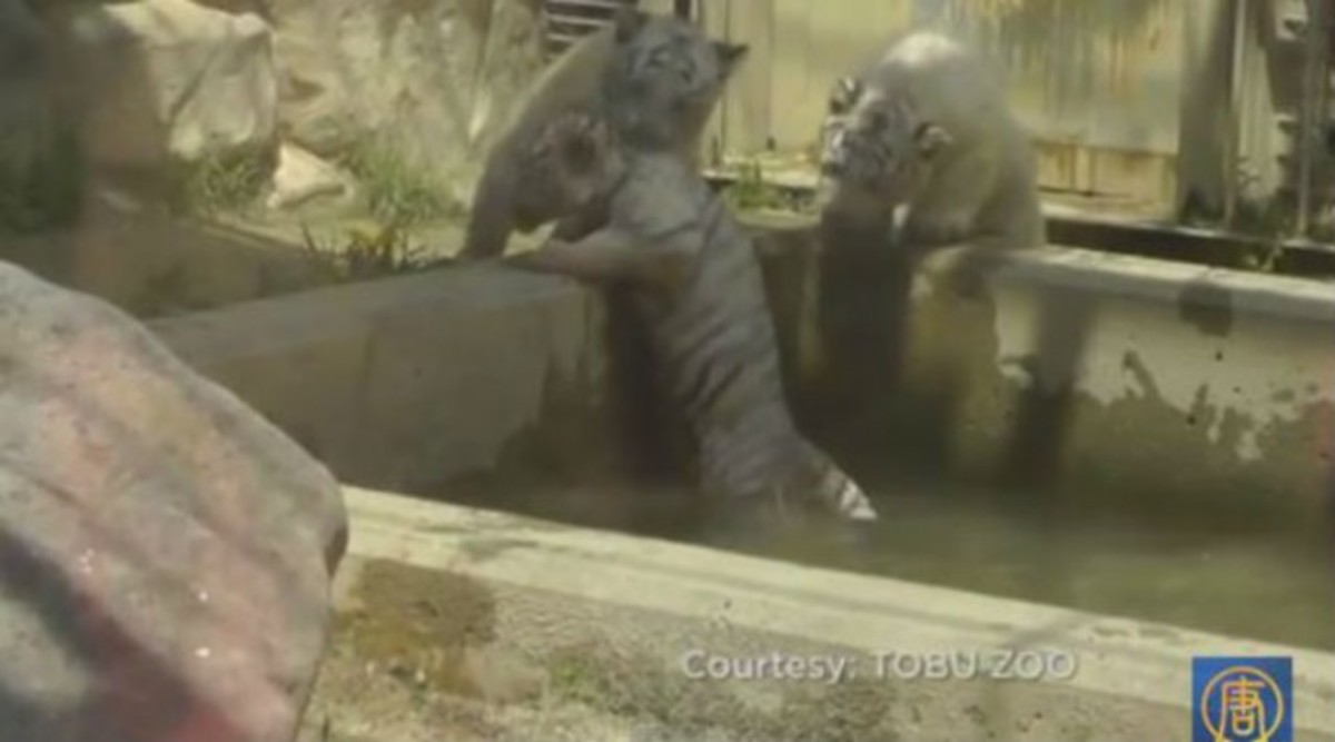 Λευκό τιγράκι σώζει το αδελφάκι του!