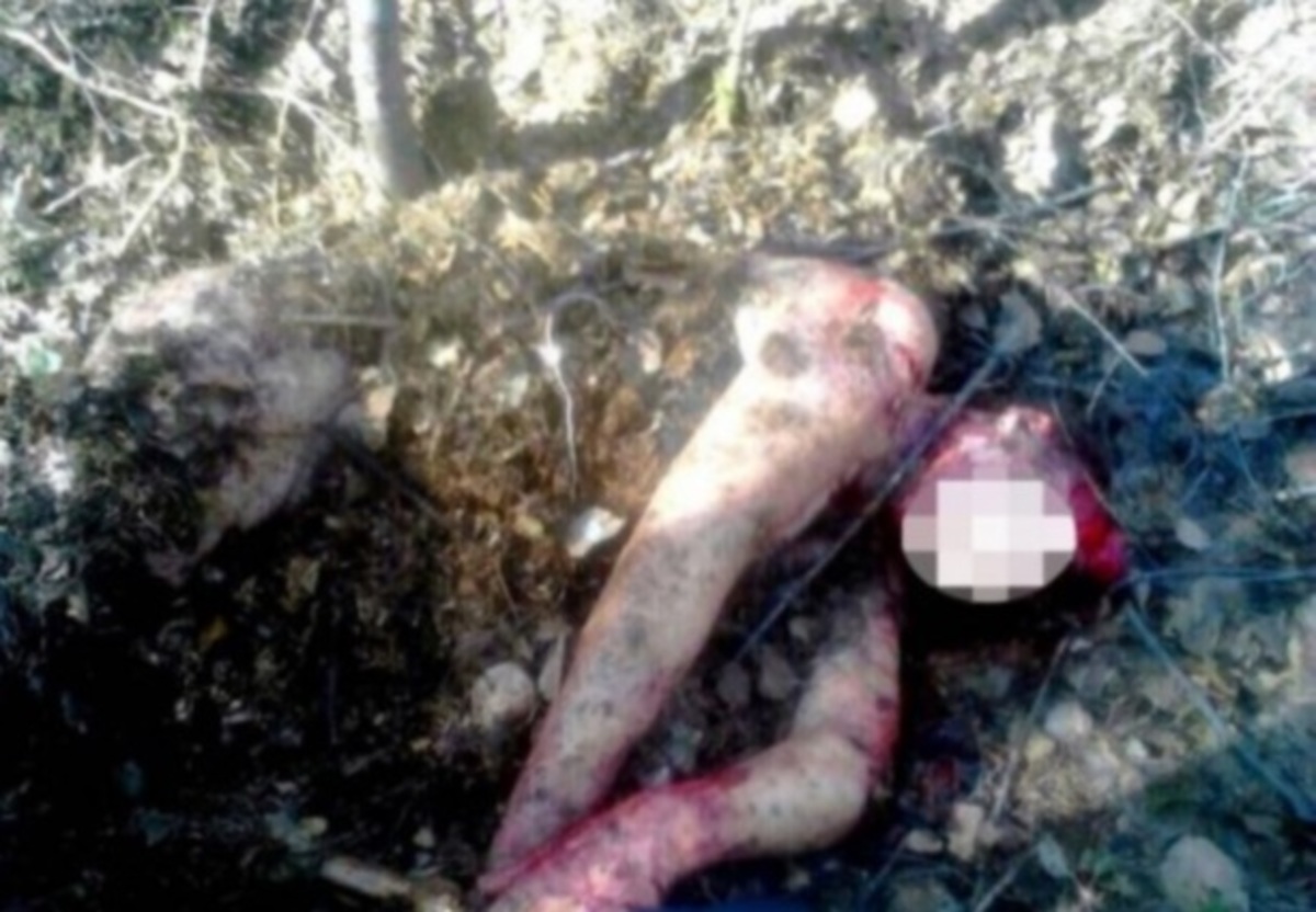 Αρκούδα την έθαψε ζωντανή για να την φάει αργότερα!