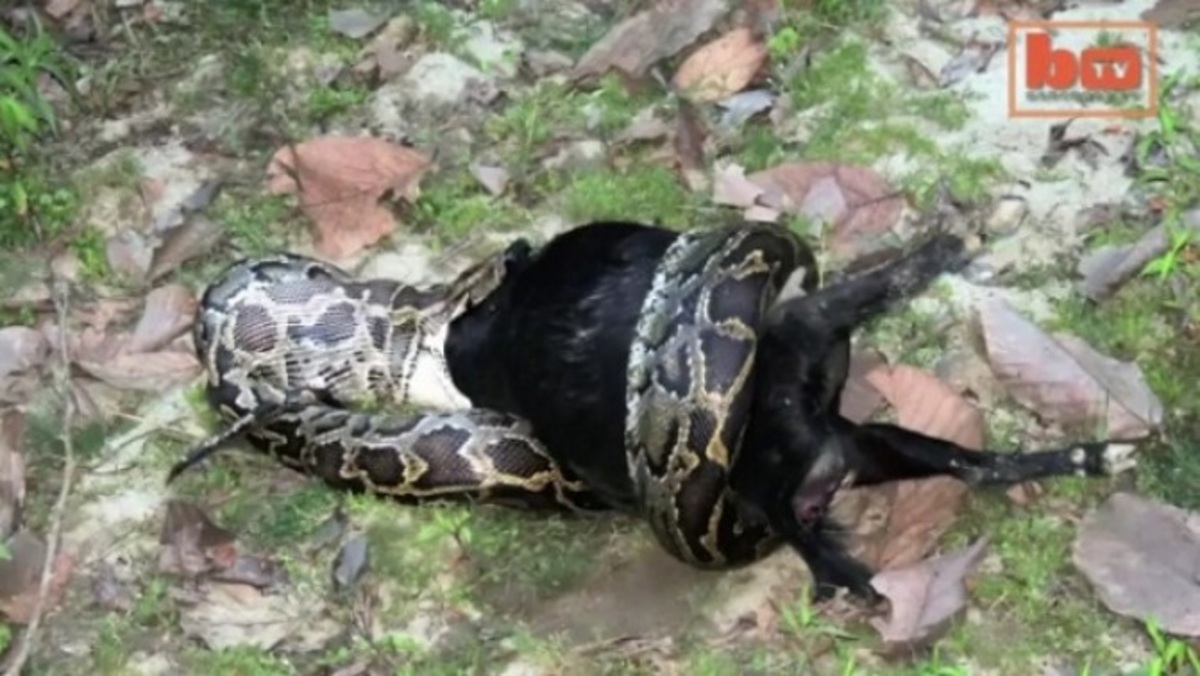 Δείτε τα 6 πιο περίεργα θηράματα φιδιών!