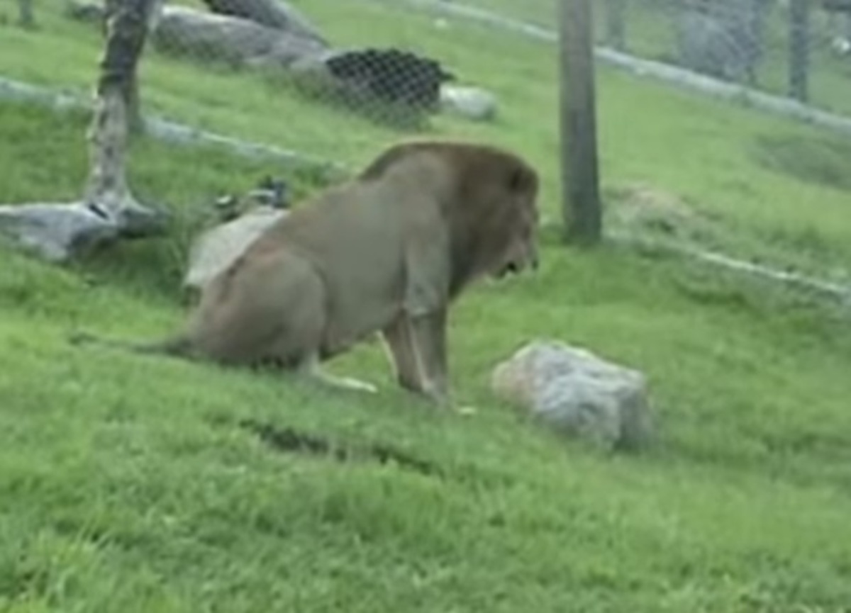 Λιοντάρι απελευθερώνεται μετά από 13 χρόνια σε τσίρκο! Συγκλονιστικό στιγμιότυπο!