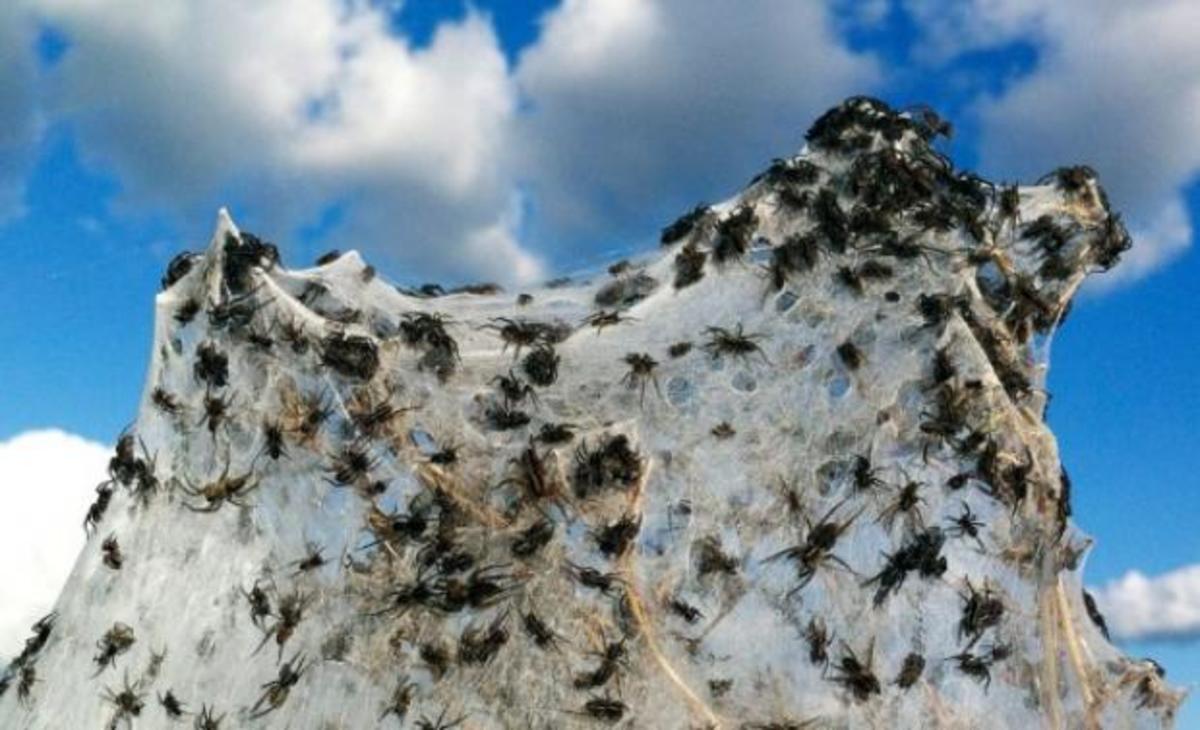 «Έβρεξε» εκατομμύρια αράχνες σε περιοχή της Αυστραλίας!