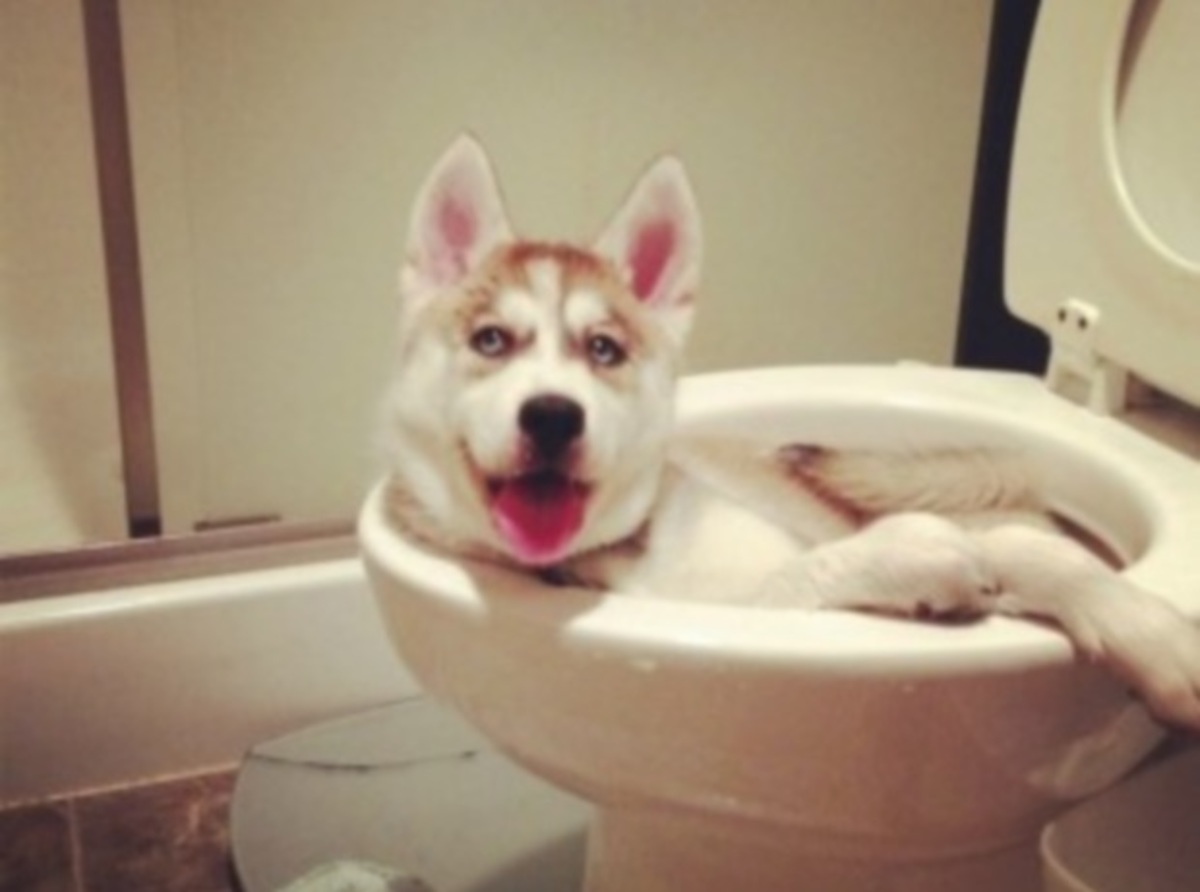 Πιάστηκαν στα πράσα να κάνουν σκανταλιές!