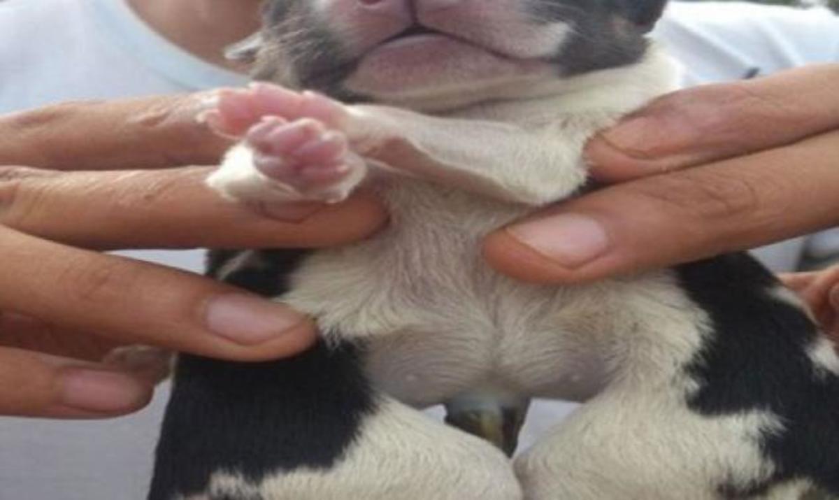Koυτάβι γεννήθηκε με 8 πόδια και ράγισε καρδιές!